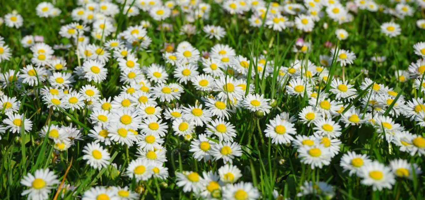 Daisies on the West Coast